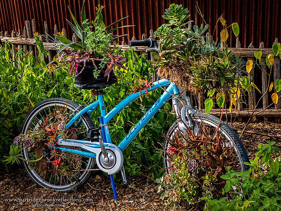 230311BotanicalBikeTucsonAz