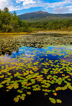 Monadnock Lilies, Troy, NH