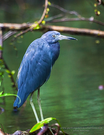 LittleBlueCostaRica
