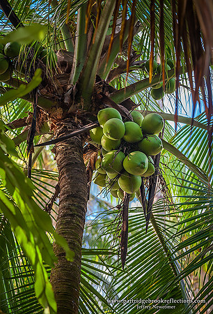 160118CoconutBunchTortugueroCostaRica