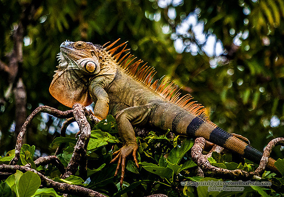 160119IguanaTreedTortugueroCoastRica