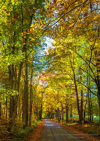 151012BradleyHillAutumnChesterfieldNH