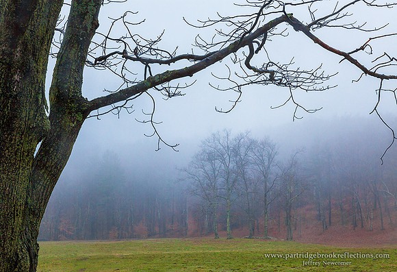 151112NovemberBranchesChesterfieldNH