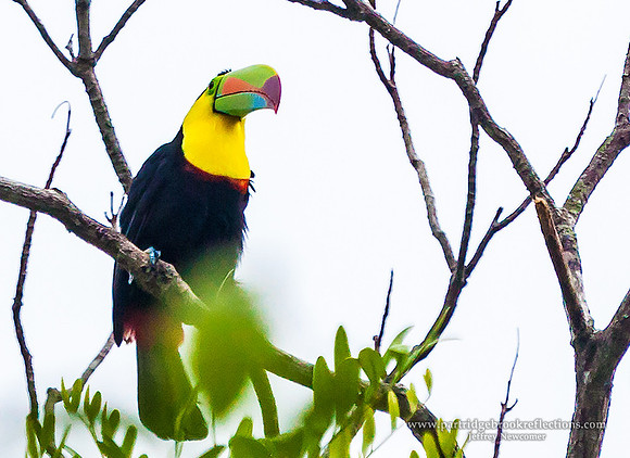 160119KeelBilledToucanTortugueroCostaRica