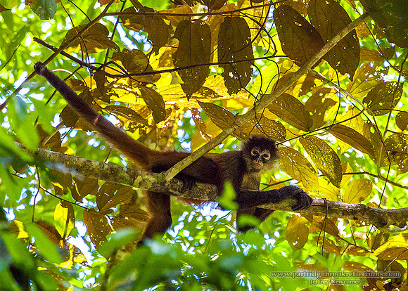 160125SpiderMonkeyReposeCostaRica