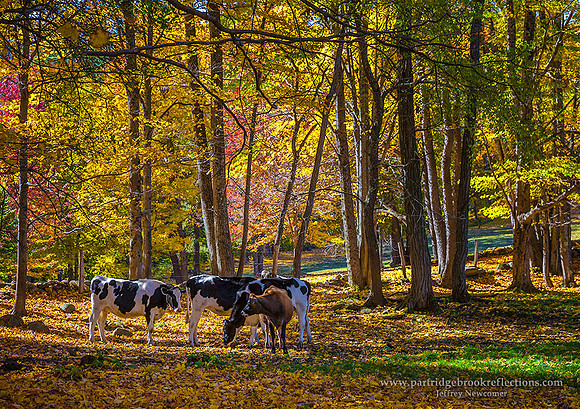 151019GrazingTheFallDummerstonVt - Copy - Copy