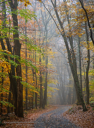 221025YellowFogChesterfieldNH
