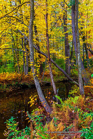 151013WhiteBrookAutumnKeeneNH - Copy - Copy