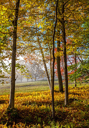 Through the GladeGlade, LONDONDERRY   ,Vermont