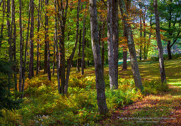 151012AutumnPathChesterfieldNH - Copy