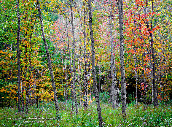151003AutumnGroveWeathersfieldVT - Copy