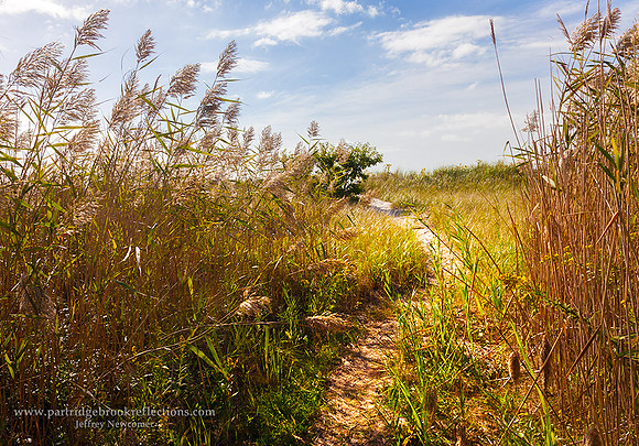 150928BeachPathWaterfordCt