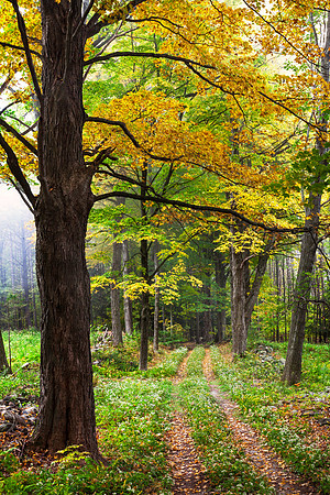 Forest Road Color, Chesterfield, New Hampshire