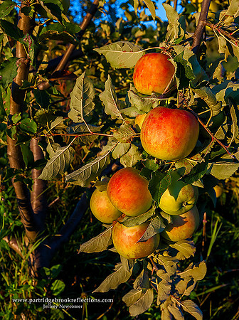 Alyson's Apples, Walpole, NH