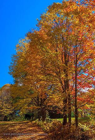 151015FlamingBorderChesterfieldNH - Copy - Copy