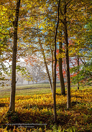 Through the Glade, Londonderry, Vt