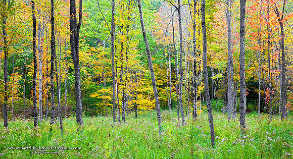 151003AutumnGladeWeathersfieldVt - Copy