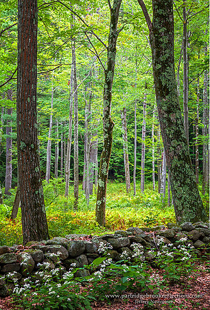 150912GladeWallChesterfieldNH
