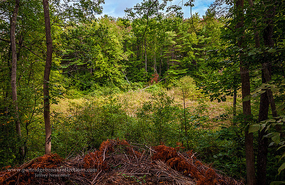 160908BrookViewSpoffordNH