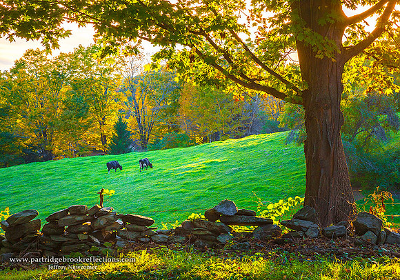 151006TwoInPastureWalpoleNH - Copy