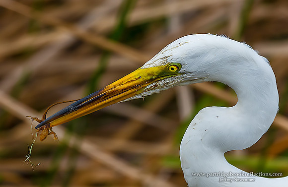 Gulp, Everglades