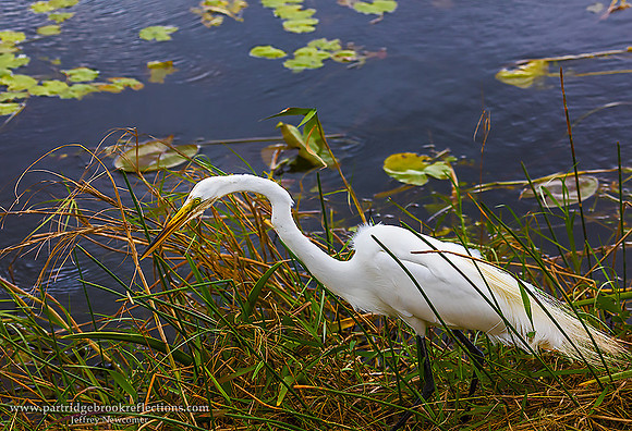 White Egret, Everglades