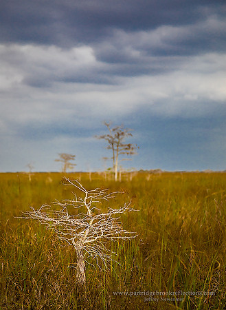 170303BaldCyprusPa-hay-okeeSharkRiverSloughEvergladesFlC