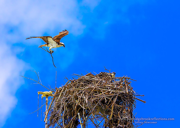 Osprey Landing, Flamingo Everglades