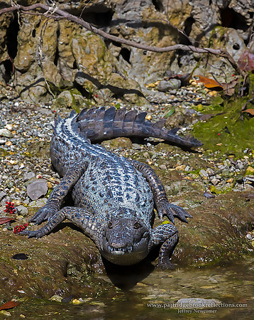 Young Croc, Everglades