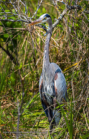 170303BlueHeronInTheGrassEvergladesFl