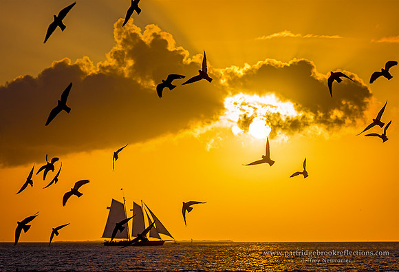 Sunset Flock, Key West, Fl