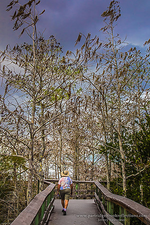 170303WalkwayPa-hay-okeeEvergladdesFl