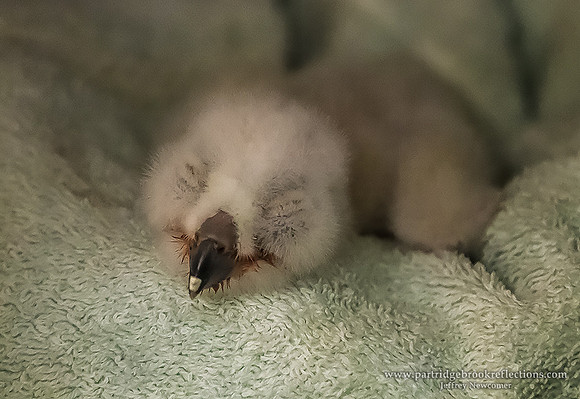 Horned Owl Rescue