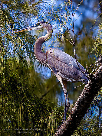 Blue Heron Perch  Naples Fl