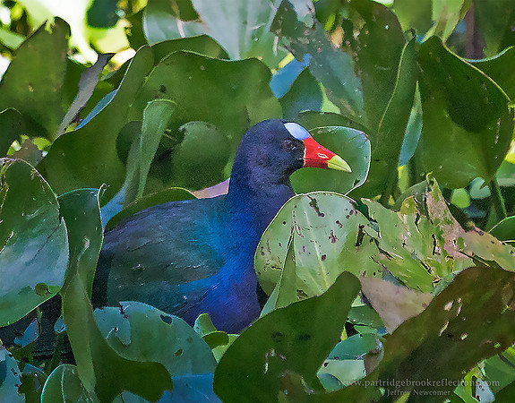 Rare Gallinulle