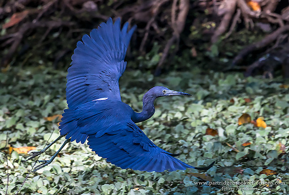 Little Blue Heron Flight Naples Fl