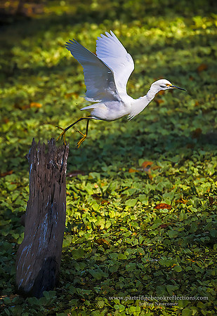White Egret Take-Off