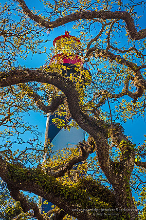 Lighthouse Tangle St Augustine Fl