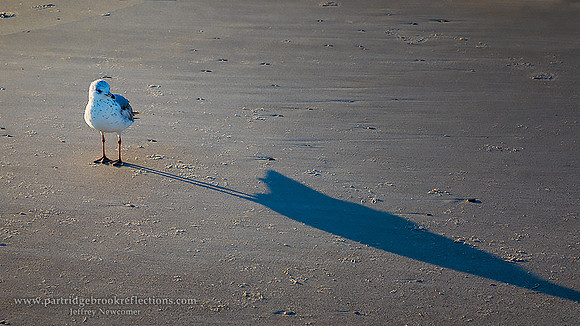 Shadow dancer, St Augustine
