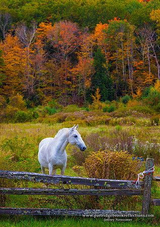 Graze the Fence, Alstead, NH