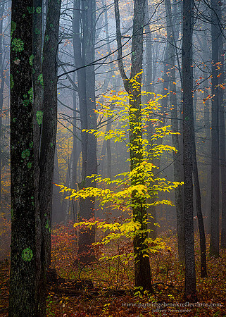 221025ForestGlimpseChesterfieldNH