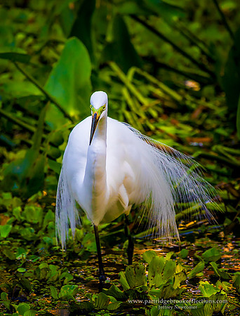 White Egret