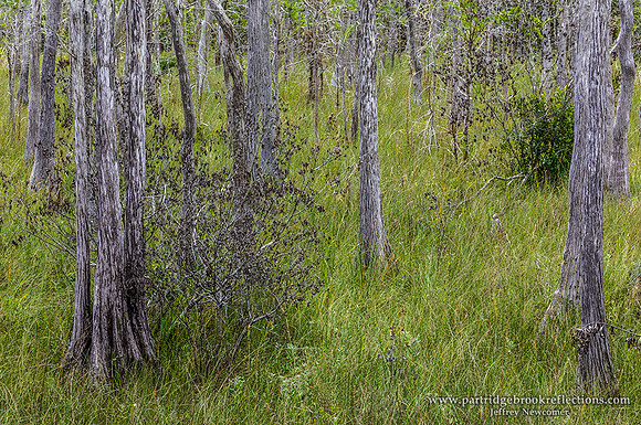 Cypress Strand, Big Cypress Nat Park