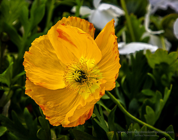 230311DesertButtercupTucsonAz