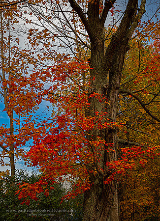 221016Bleeding-MapleSpoffordNH