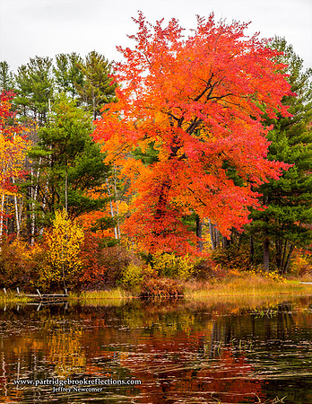 Autumn Blaze, Spofford Lake, NH