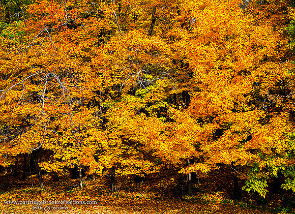 221016YellowEdgeSpoffordNH