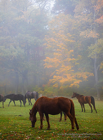 221011SharedChesterfieldNH