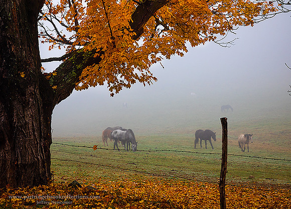 221025FoggyPastureChesterfieldNH