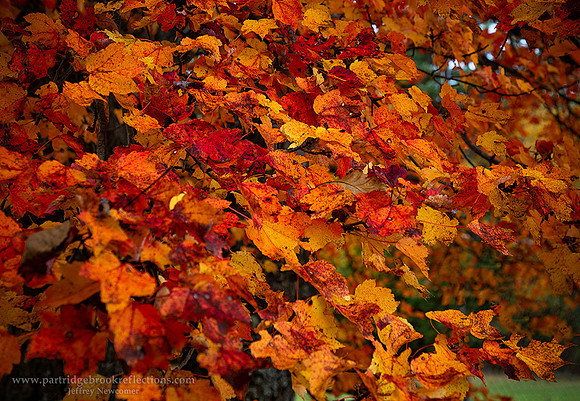 221016MapleMenageSpoffordNH